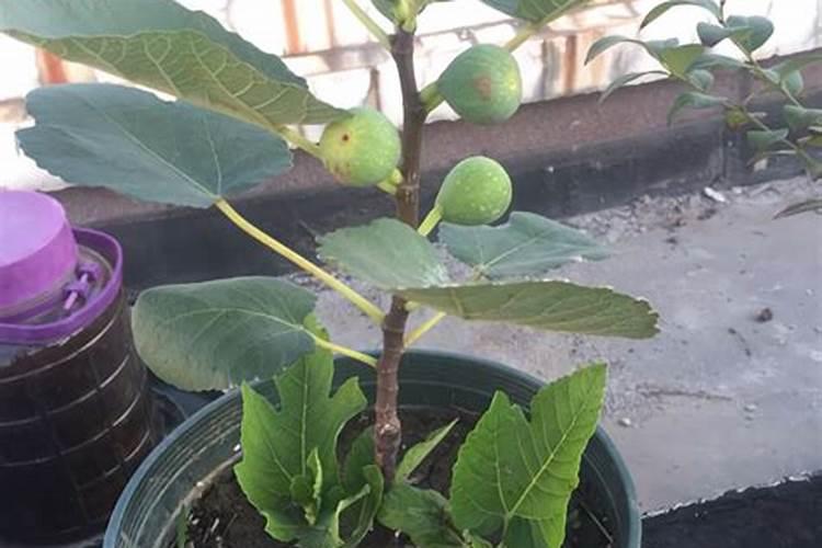 无花果树什么时候扦插最合适