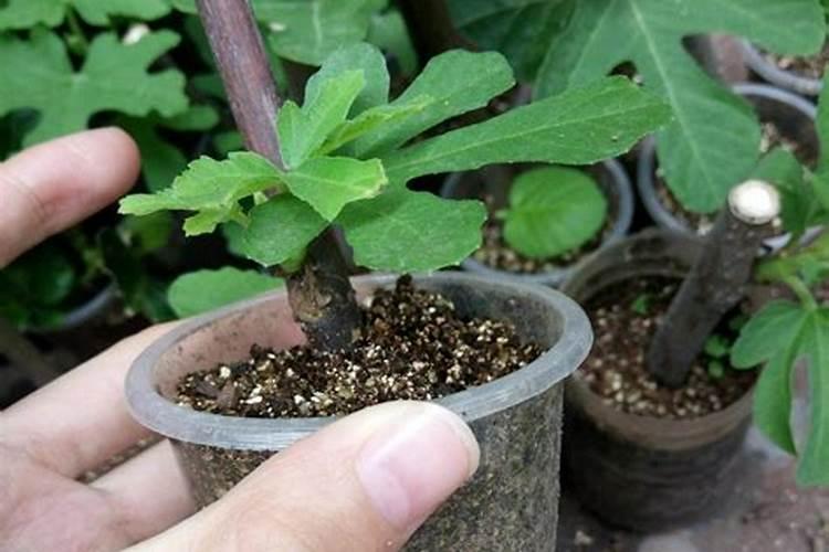 无花果什么时候扦插合适