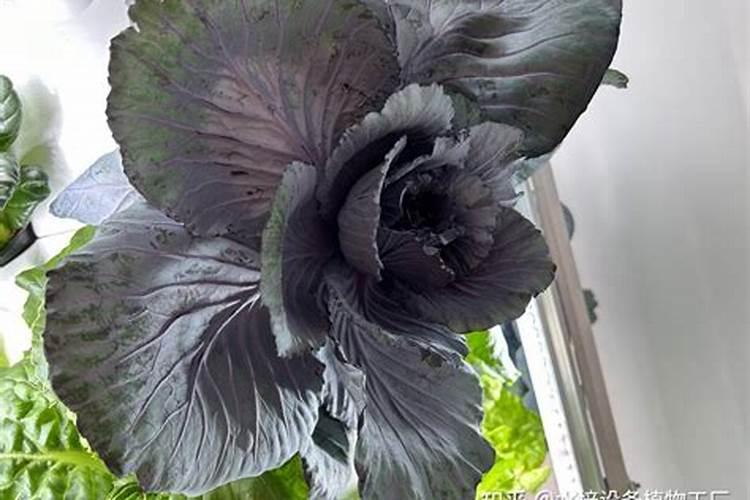 紫甘蓝长到裂口怎么办