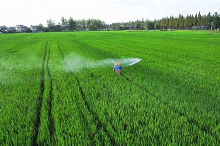 芋头用什么肥料最好？