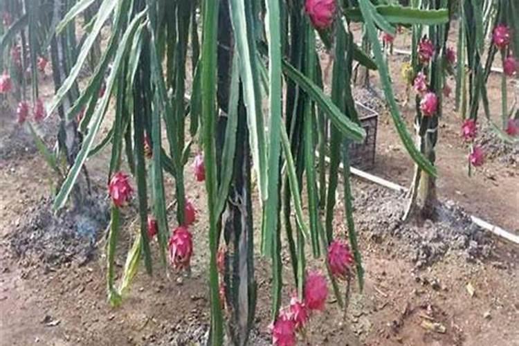 火龙果种子种植注意什么 火龙果怎么养殖