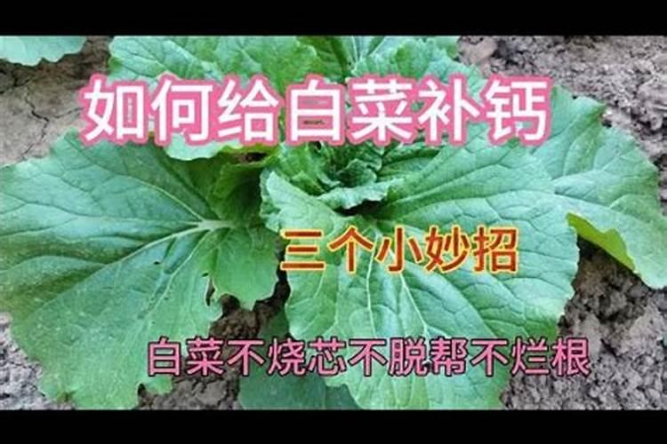 白菜什么时间打螯合钙？
