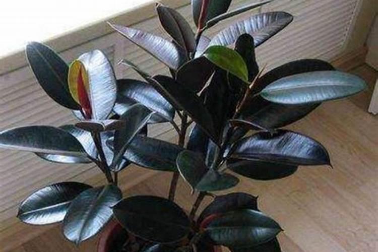 橡皮树怎么养护冬天叶片更浓绿