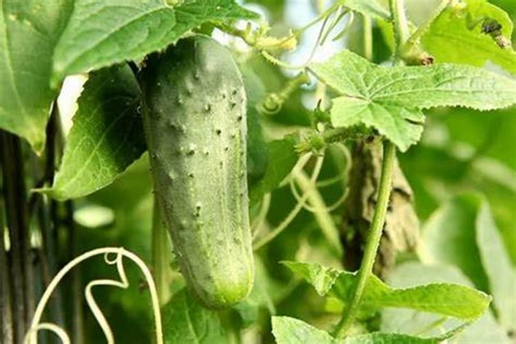 什么植物不能用化肥(什么植物不能用化肥养)