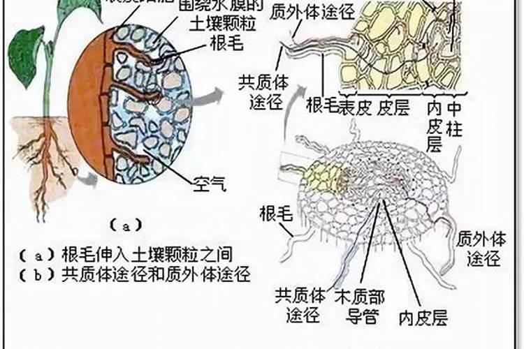 植物体内必须的元素有多少种