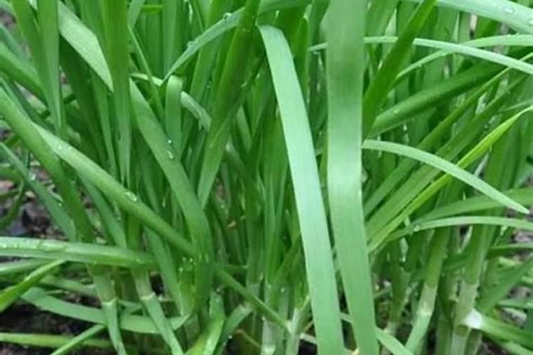 韭菜如何施肥 韭菜施肥时间