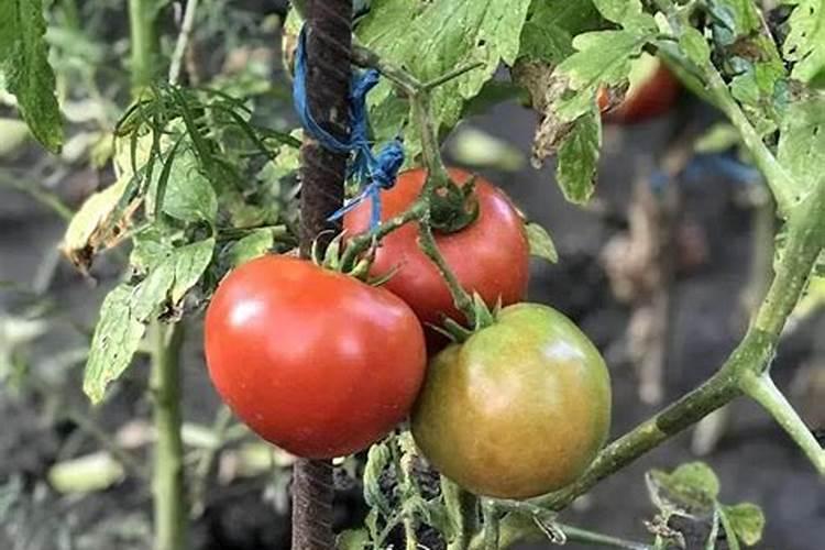 黄腐酸钾对植物果实生长的作用