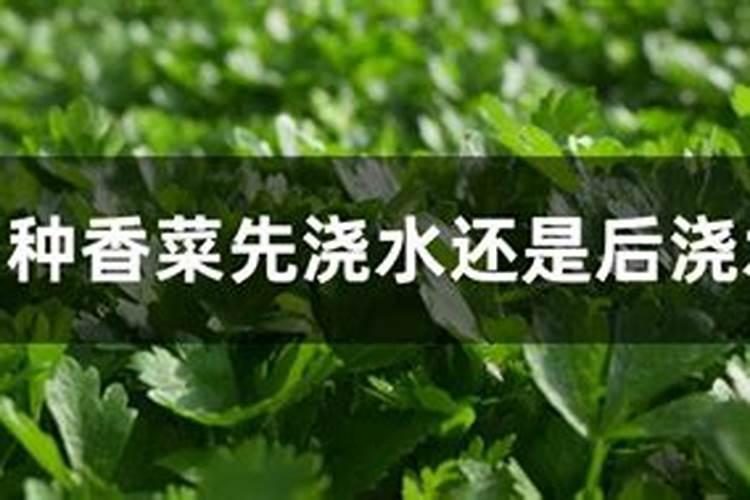 香菜种植施肥方法