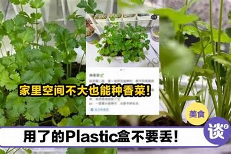 欧芹的栽培方法