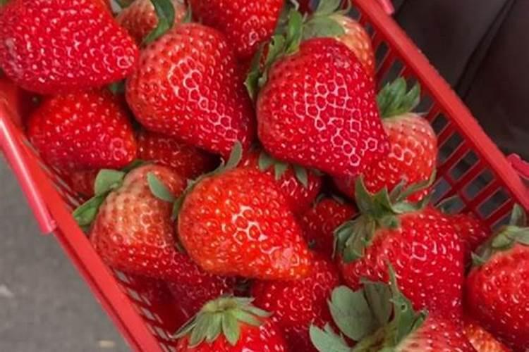 下过雨的草莓苗打什么药