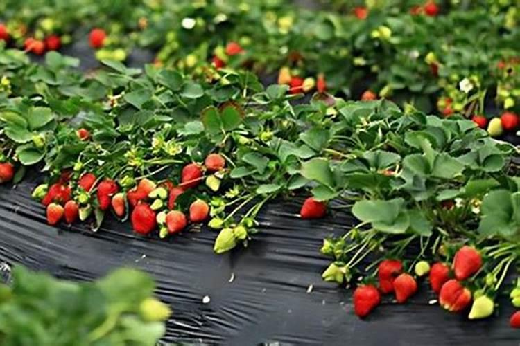 一颗草莓施多少肥合适