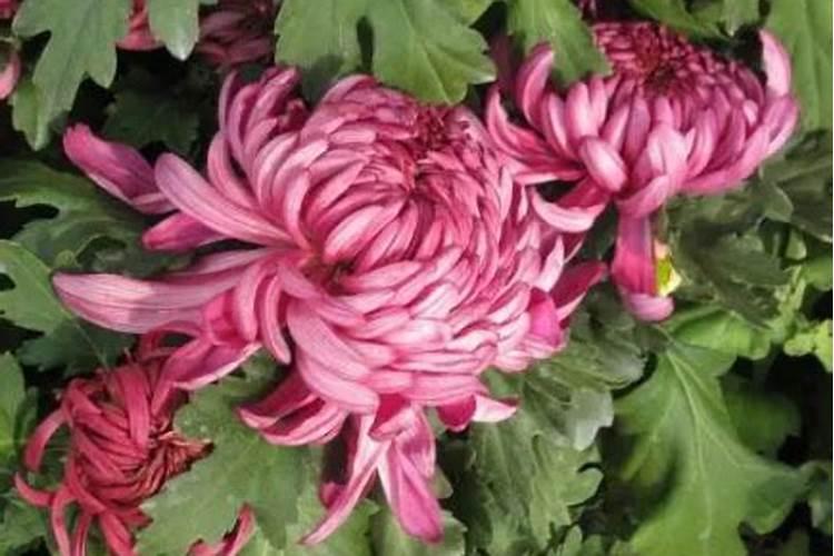 百日草的养殖方法,百日草种植需要注意什么