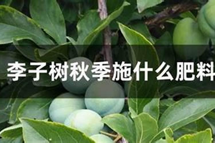 李子树用什么肥料最甜