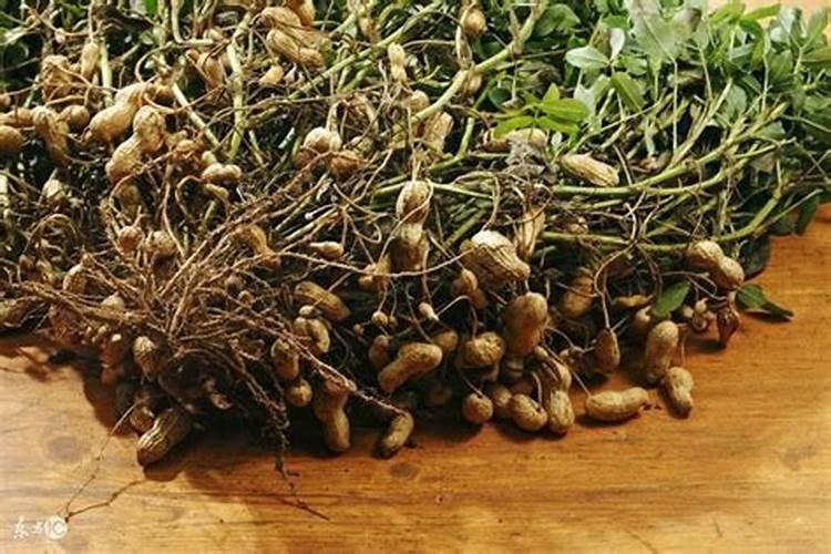 种植花生高产的诀窍