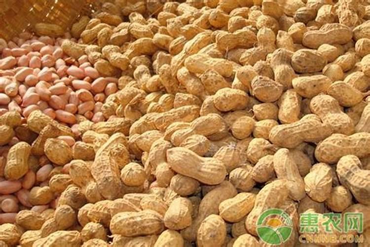 丝瓜怎样施肥产量高