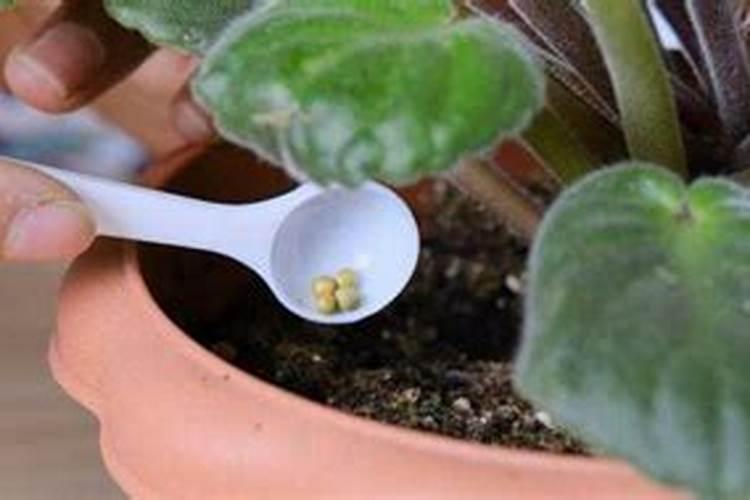 磷肥可以兑水浇花吗 磷肥对花卉的作用是什么