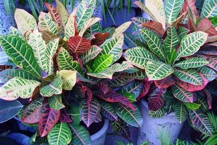 多肉植物用什么肥料最合适