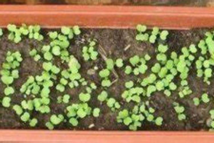 植物叶经水浸泡腐烂后可以用作种蔬菜的肥料吗？