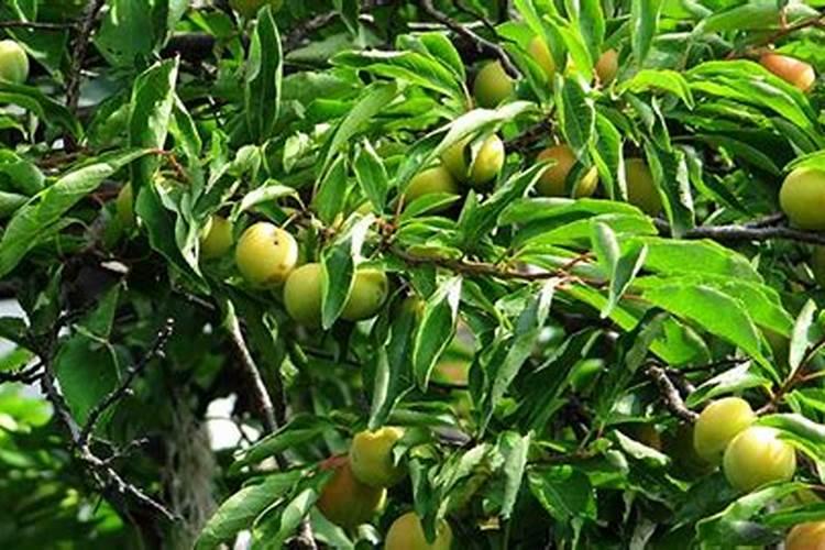 猕猴桃二月可以施肥吗