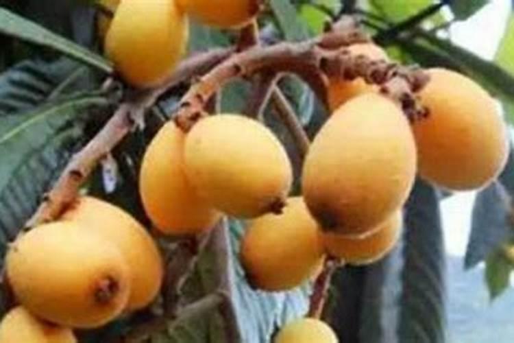 枇杷树每年分几个阶段施肥,每一个阶段该施什么肥？