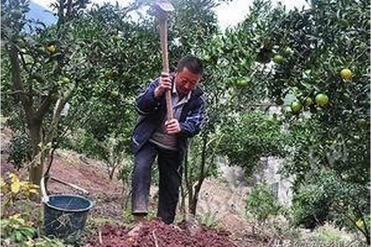 柑橘幼树施肥方法和注意事项