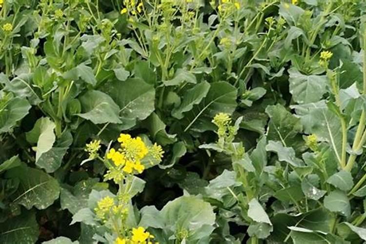 大量元素水溶肥使用方法