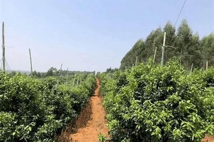 柑橘什么时候施肥