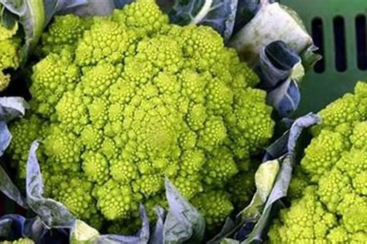 西兰花出现黄化米粒的问题要怎么处理才好