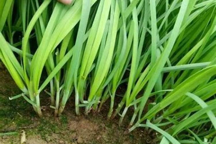 在种植韭菜时应该如何对韭菜养根？怎么做才能使韭菜变粗？