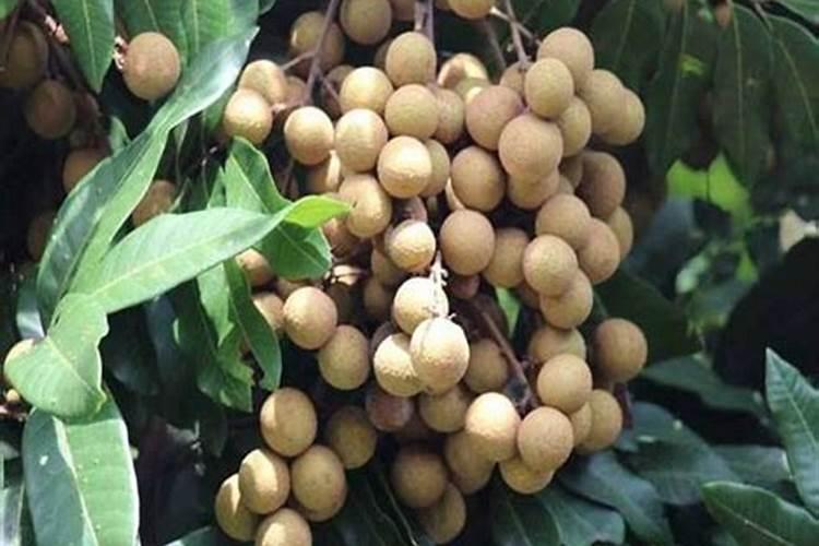 龙眼树施什么肥长得快