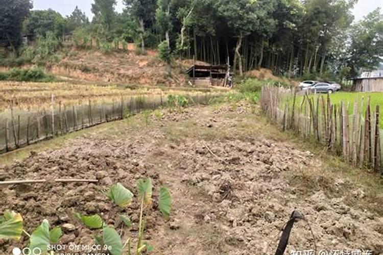 一盆花放了20粒复合肥会怎样 花盆里复合肥放多了怎么补救