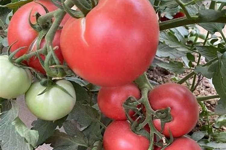 玉米在什么时候收获