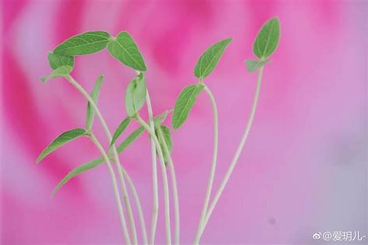 白露节气绿豆喷施叶面肥,还有效果吗？