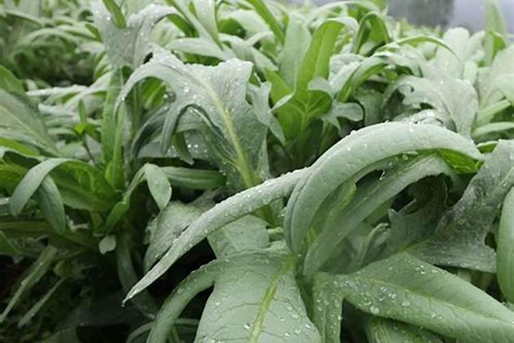 麦的种植是从什么时候开始的 苦麦菜的种植时间