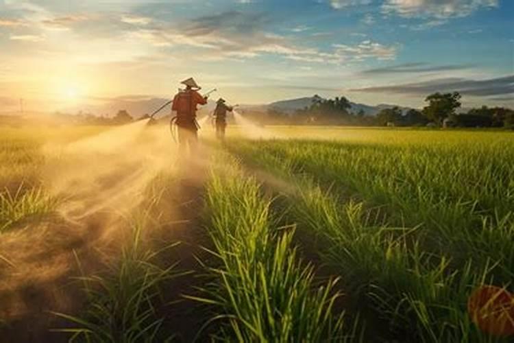 f6蓝莓树势弱条细怎样用肥亩用多少