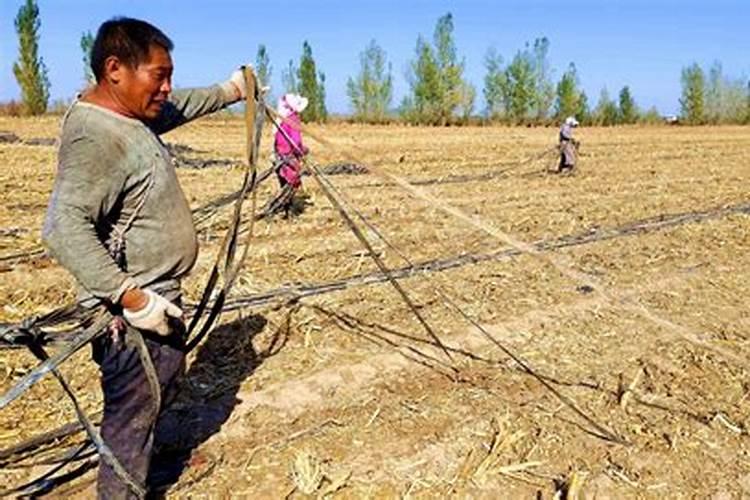 微量元素肥料的使用方法是什么？