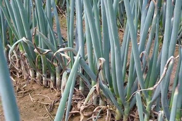 大葱底肥的配比建议,追肥用尿素可不可以