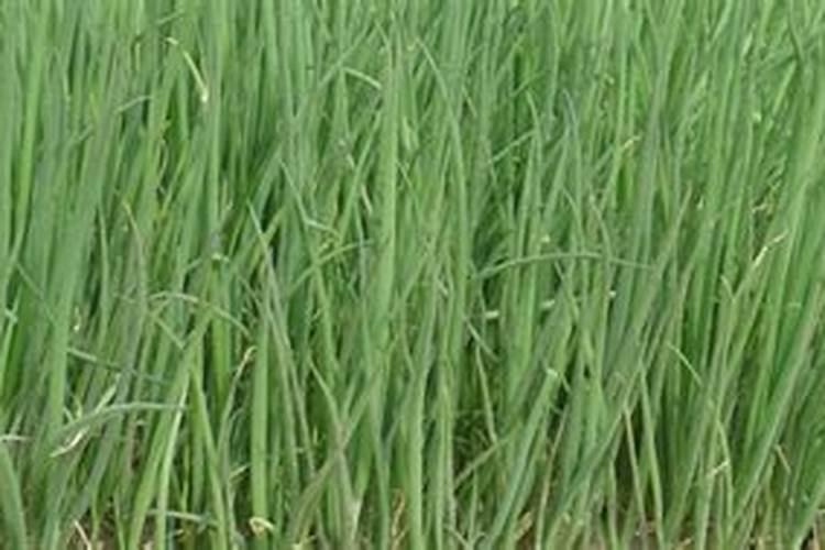 大葱施肥能不能用尿素 使用注意事项有哪些