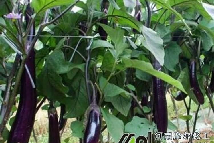 竹炭可以养花吗？