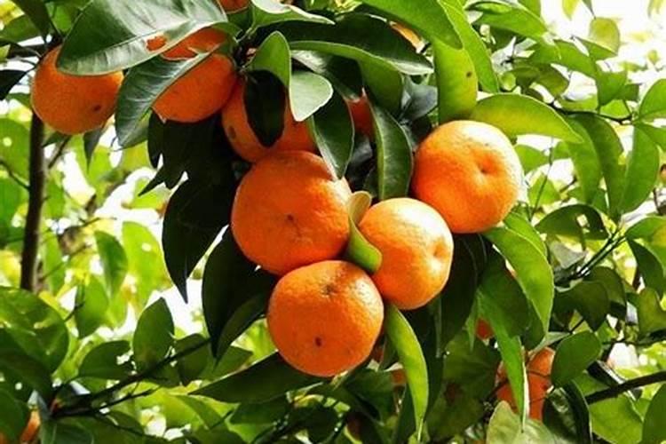 四川宏达云顶牌一铵总养分为几种