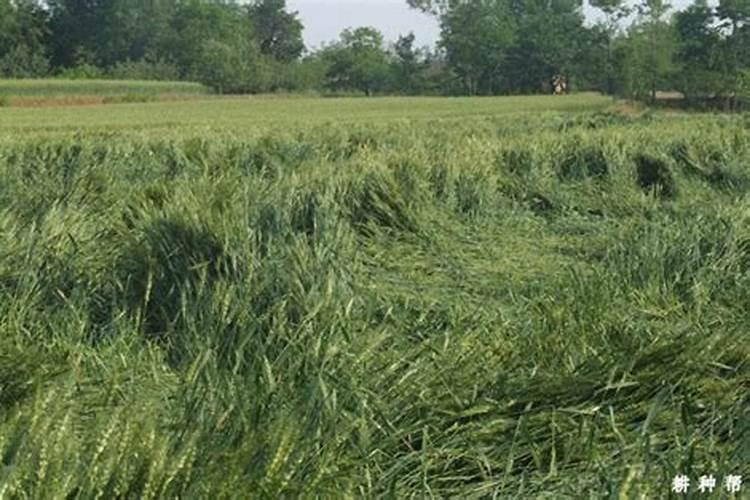 豌豆三天还没发芽正常吗