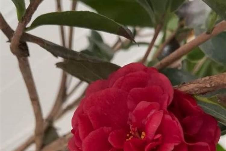 山茶花冬天怎么养