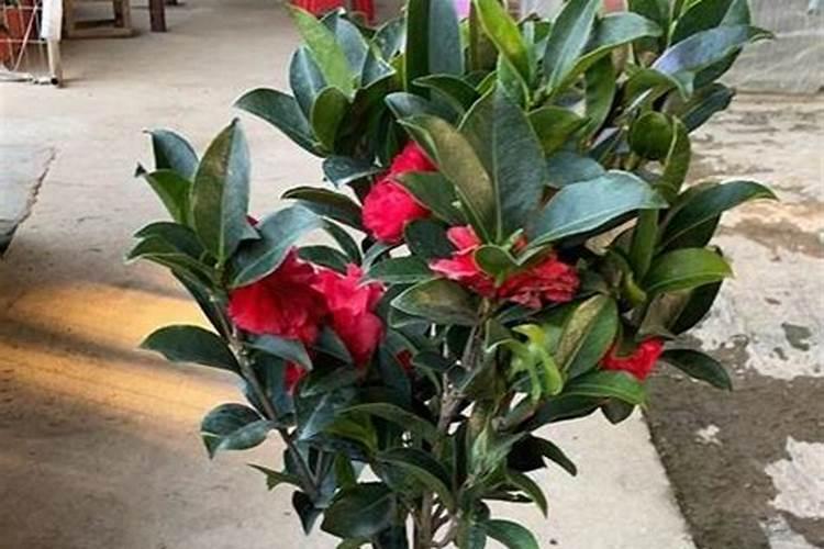 茶花冬季怎么施肥