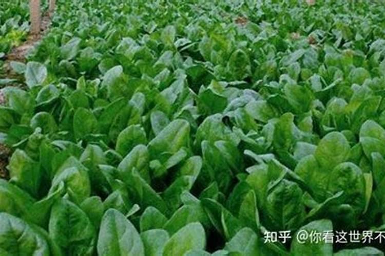 菠菜使用何种肥料能够快速生长