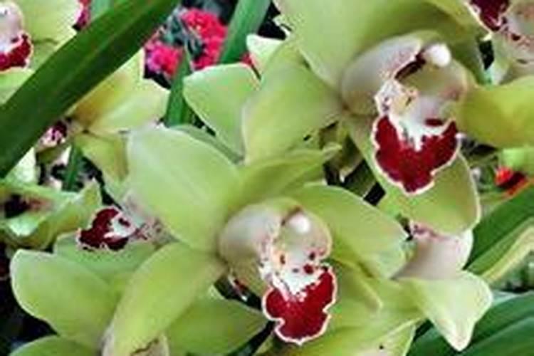 蕙兰适合什么环境生长