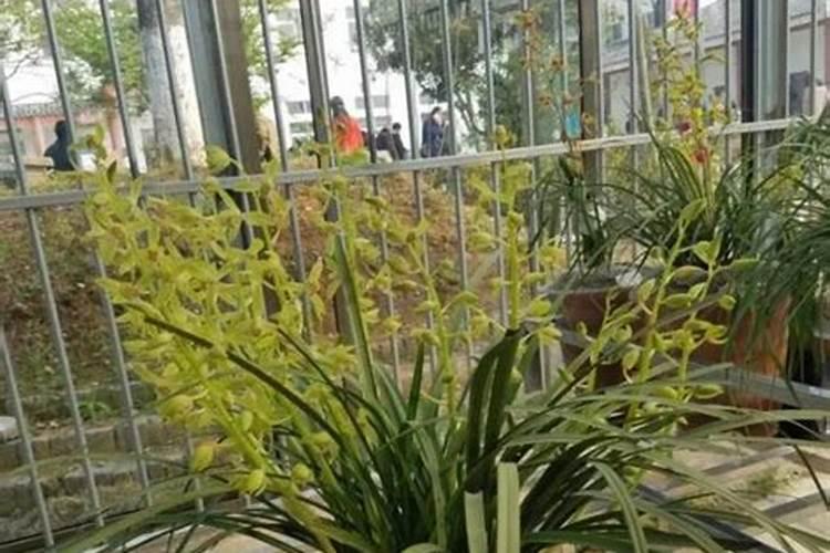 蕙兰花怎么养护