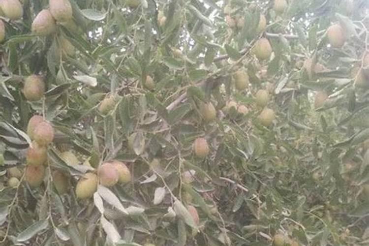 生根剂水溶肥叶面喷施效果会好吗