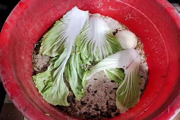 发酵鱼蛋白长虫子怎么办