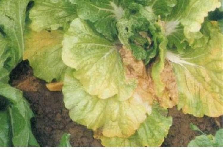 白菜黄叶打什么药能治好
