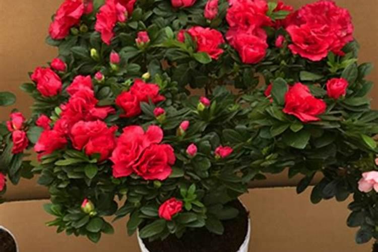 如何种苹果树花粉